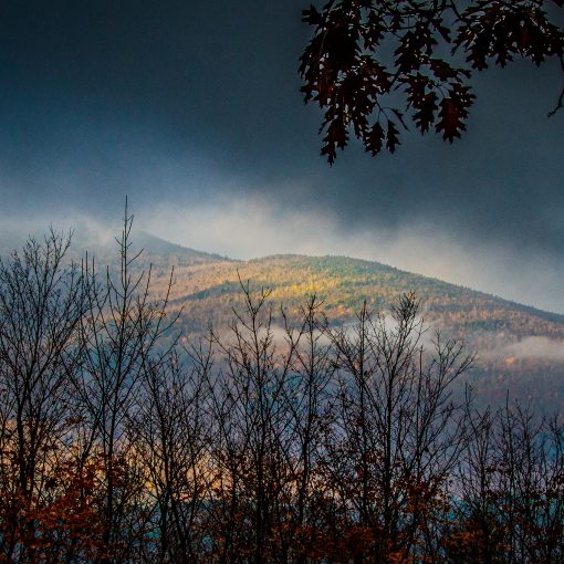 Great Hawk Rochester, Vermont